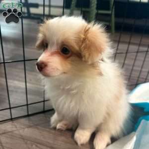 Foxy, Pomeranian Mix Puppy